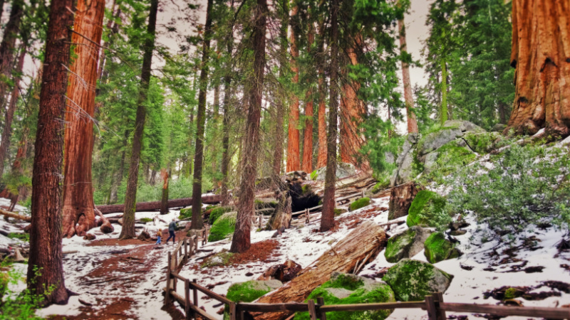 Taylor Family Hiking through Sequoia Trees in Grant Grove Kings Canyon National Park 1