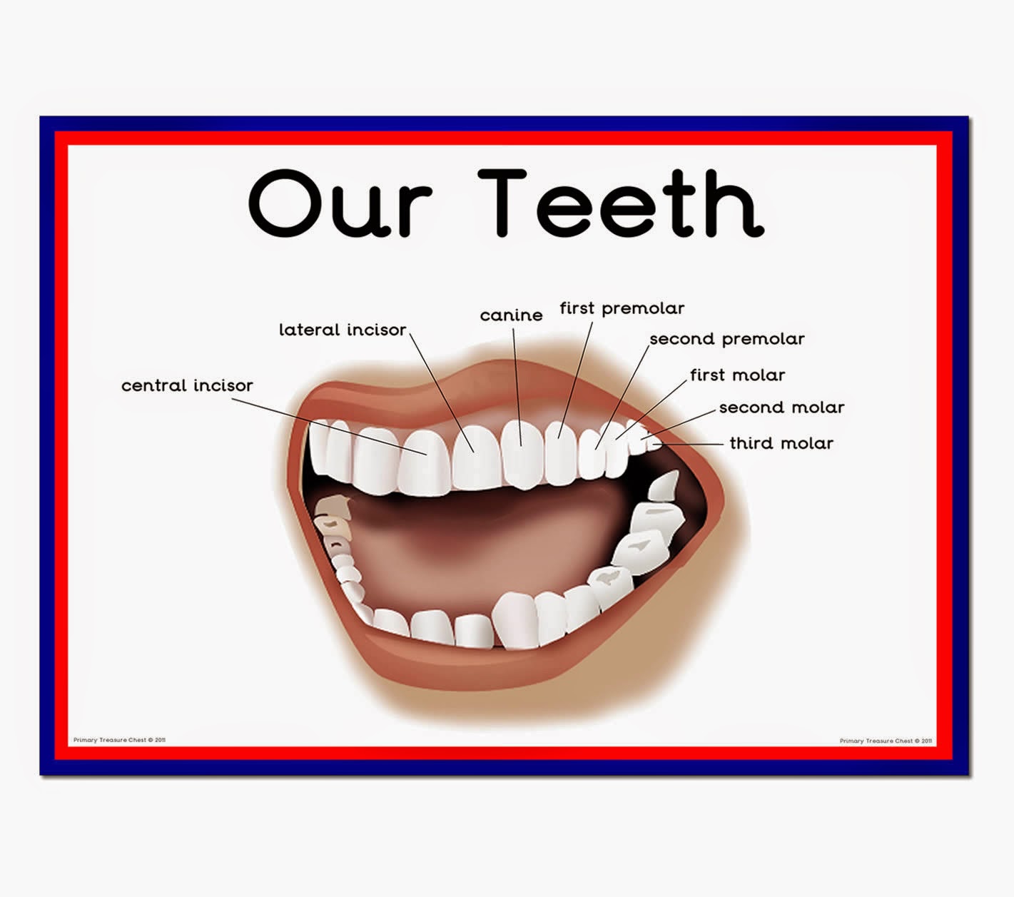 [DIAGRAM] Labeled Diagram Of Teeth For Kids - MYDIAGRAM.ONLINE