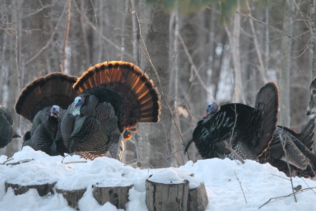 Cottage Country Reflections: Turkeys in the sunrise