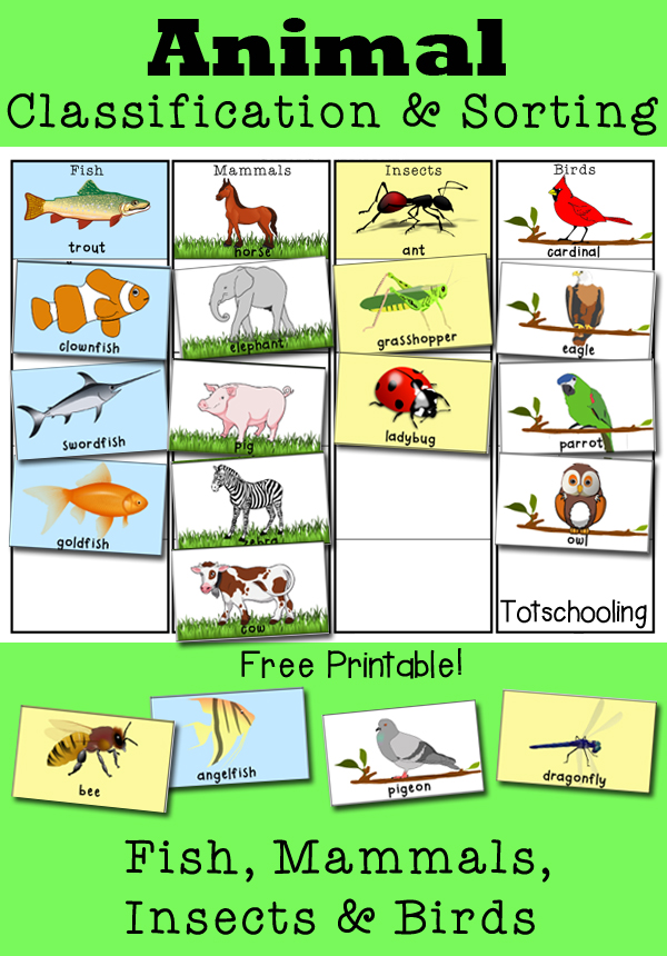 Sorting And Classifying Worksheets