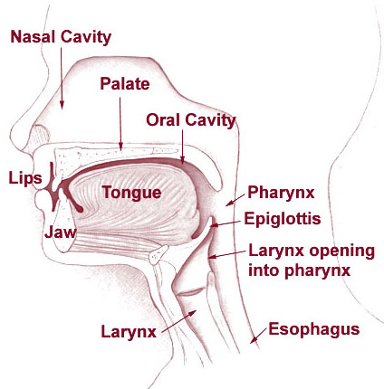 Cherry Red Epiglottis