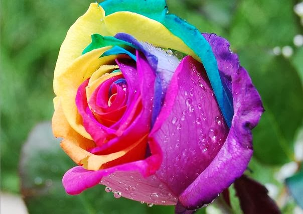 Flower Homes: Rainbow Roses