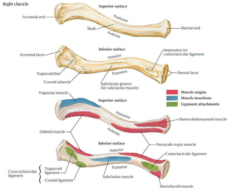 Diagram Of The Clavicle Clavicle Shoulder Anatomy Anatomy | Images and ...