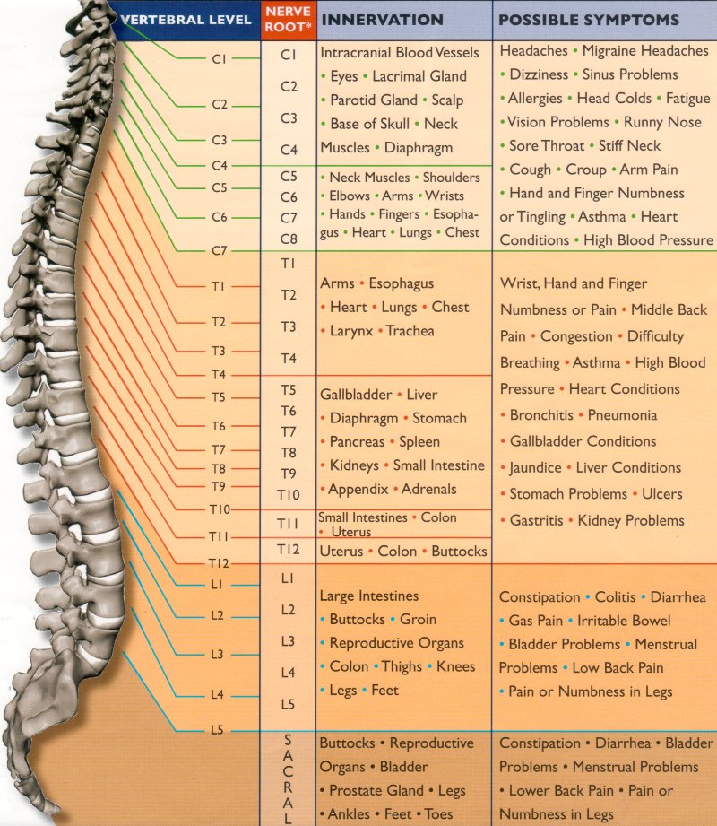 Chart Of The Spine