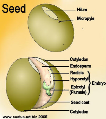 FORESTRY - LEARNING: THE PARTS OF A SEED