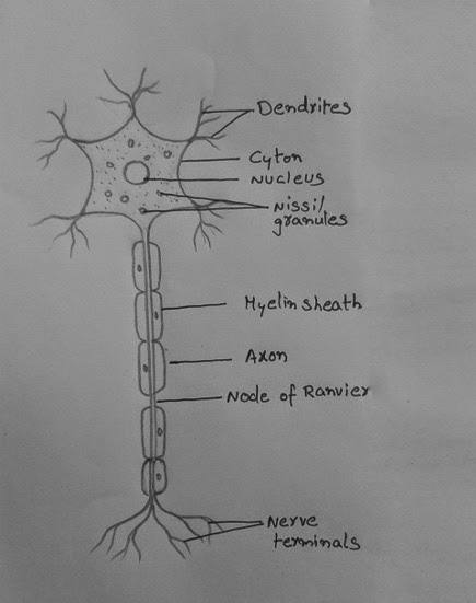 Draw A Labelled Diagram Of Nerve Cell