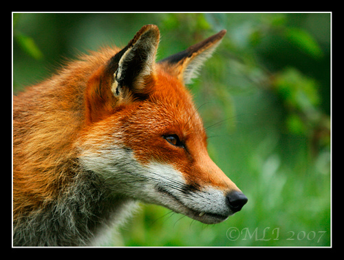 Animals And Birds: Fox Profile & Pic`s 2011