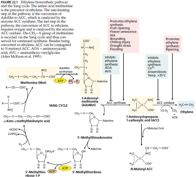 Plant Biotech: Ethylene: The Gaseous Hormone