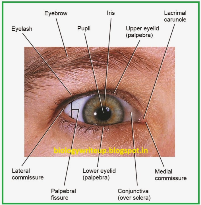 Albums 91+ Pictures Label The Structures Of The Eye In The Figure. Stunning