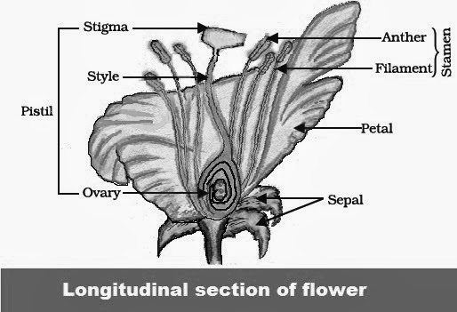 Draw A Labelled Diagram Of The Longitudinal Section O - vrogue.co