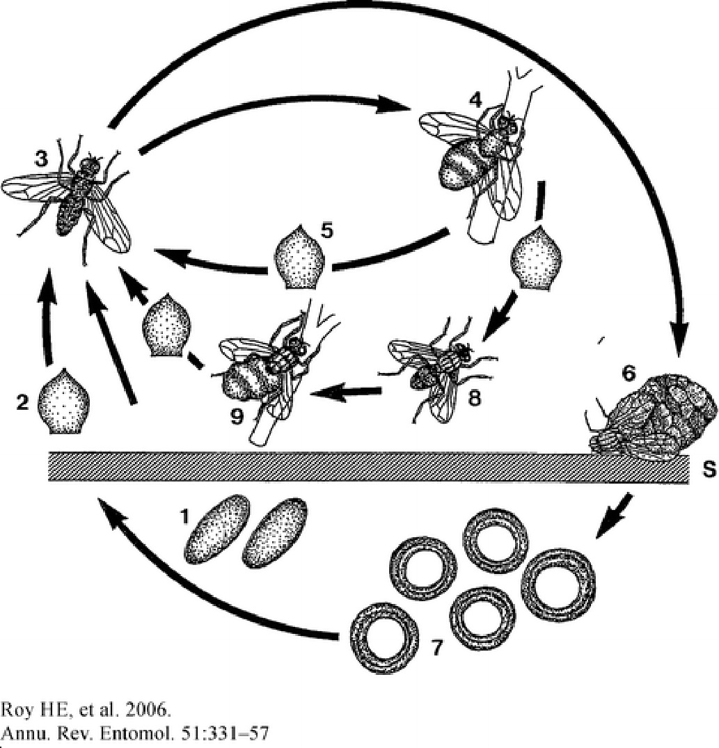 Traveling Small with a Nucleus: An explosive epidemic