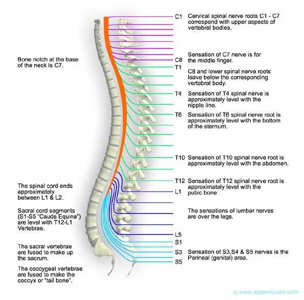 The Spinal Nerves Chart