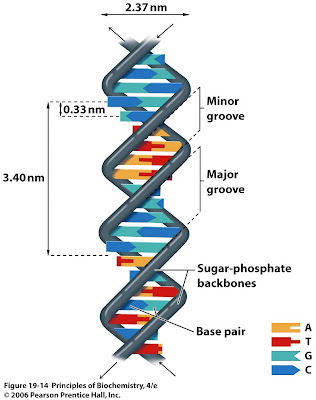 Sandwalk: The Three-Dimensional Structure of DNA