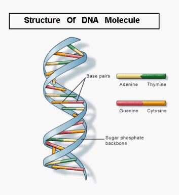 Biology Today And Tommorow: MOLECULAR BIOLOGY