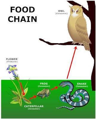 English with Mrs Locke from Collège Wallon!: Food Chains