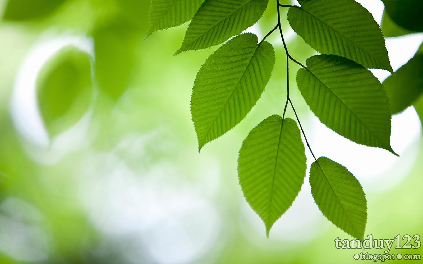 Hình nền Green background tree Rừng xanh tươi tốt cho mắt