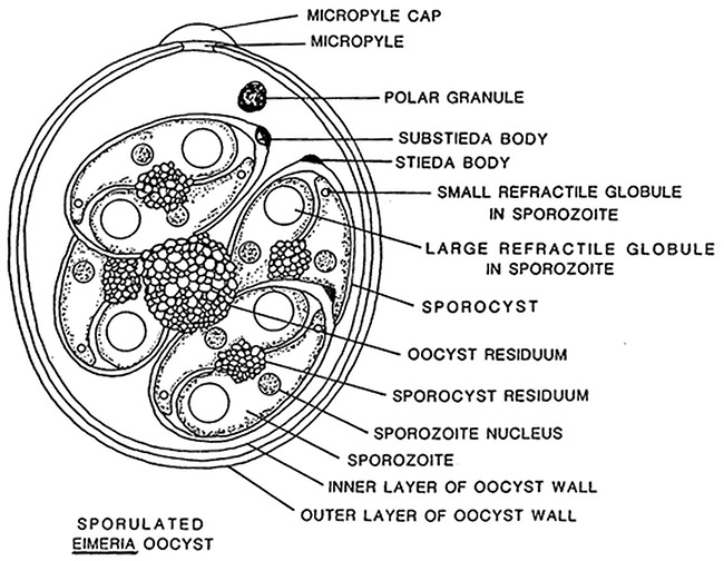 Lecture Notes in Medical Technology: Lecture # 16: CLASS SPOROZOA