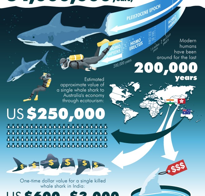 Zoo News Digest: Shark Conservation Infographic