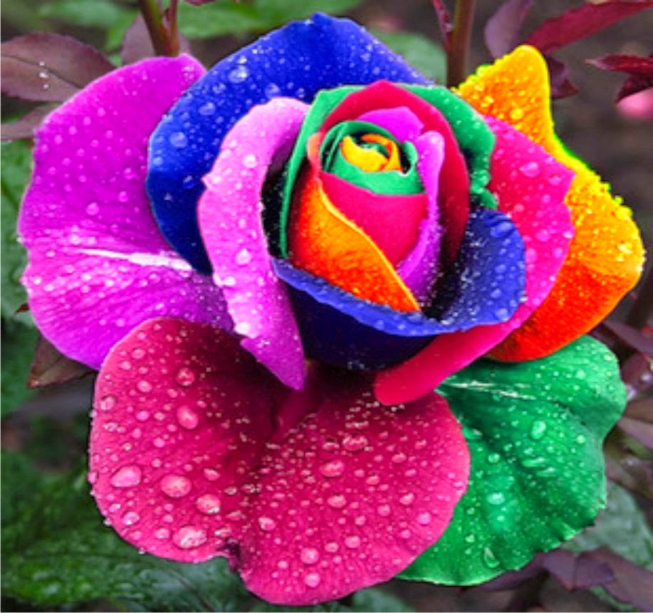 Albums 104+ Pictures Design-image-photo-beautiful-flowers Superb image.