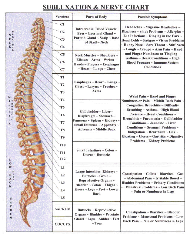 Muscle Nerve Root Chart - Nerve Root Innervation Chart Spinal Nerve ...