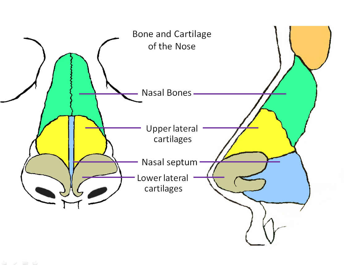 Human Anatomy Nose Diagram - Health Images Reference