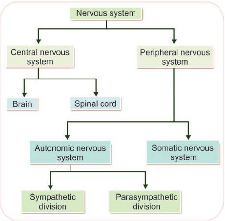 Nervous System Introduction | Classification | Subdivisions