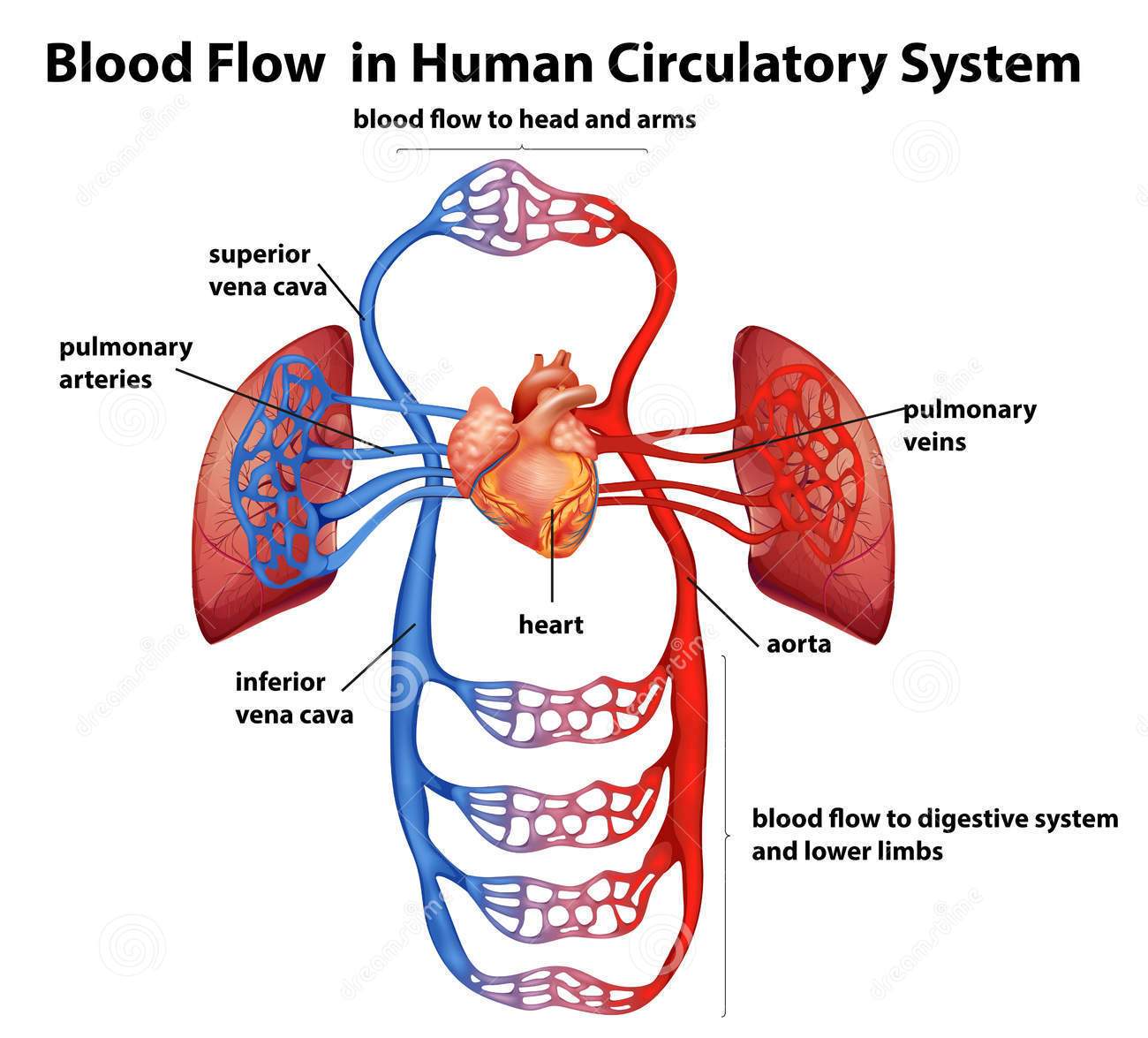 Blood Circulation Heart Diagram