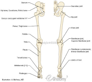 human dissection: LOWER LIMB