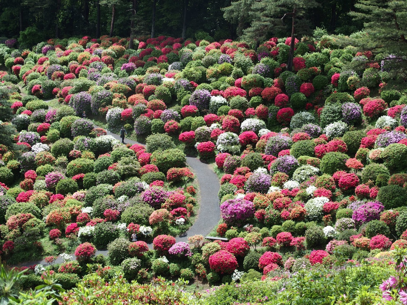 SATOYAMA TOKYO Journey ~Off the beaten track in Tokyo~: View 17,000 ...