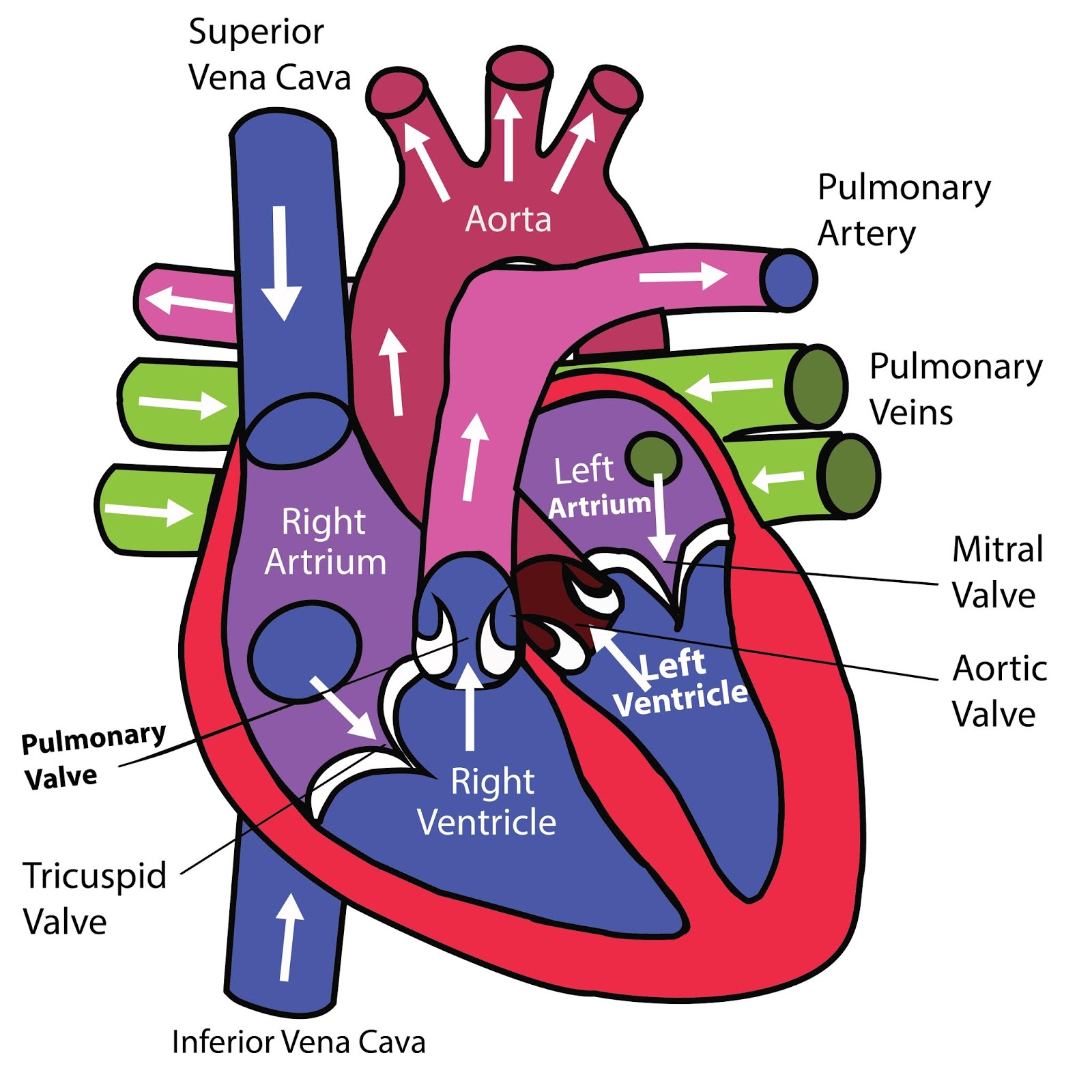 Overview Of The Cardiovascular System