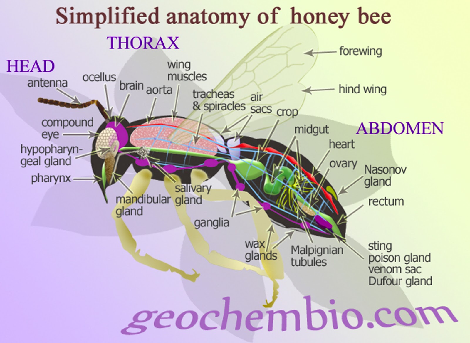 Honey Bee Life Cycle Diagram