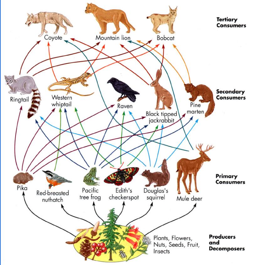 Teacher Matthew 203: Food Chains and Food Webs