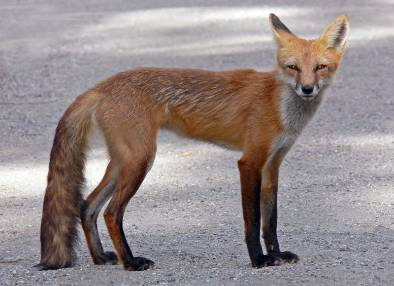 Animals And Birds: Fox Profile & Pic`s 2011