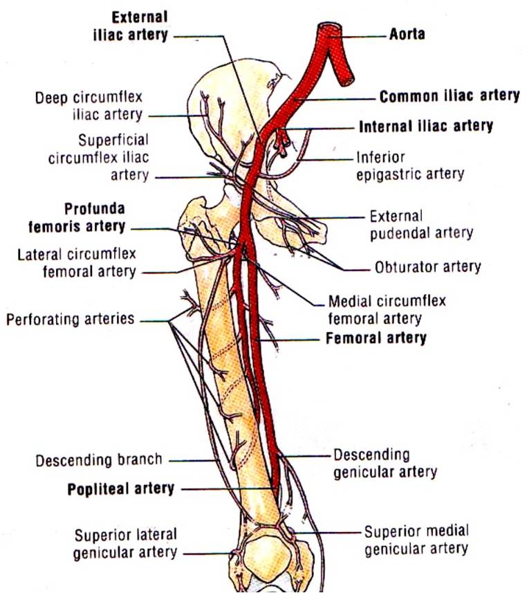 Femoral Neck Diagram