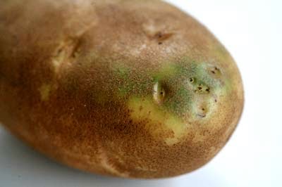 Ever Wonder: Why Do Potatoes Turn Green? | The Garden of Eating