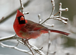 Mary's Cardinal