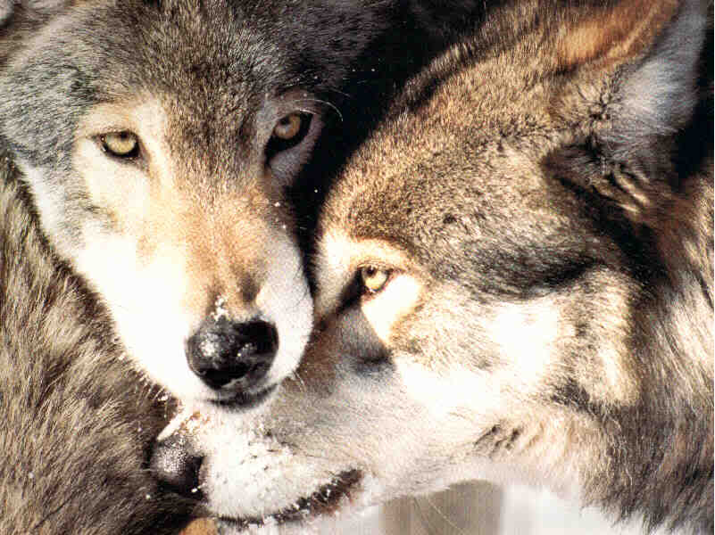 wolf pair | Wolf, Animals, Animal pictures