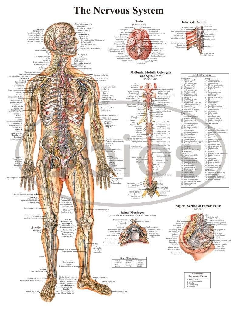 Paper Thick Laminated Nervous System - Anatomy Charts, Rs 800 /piece ...