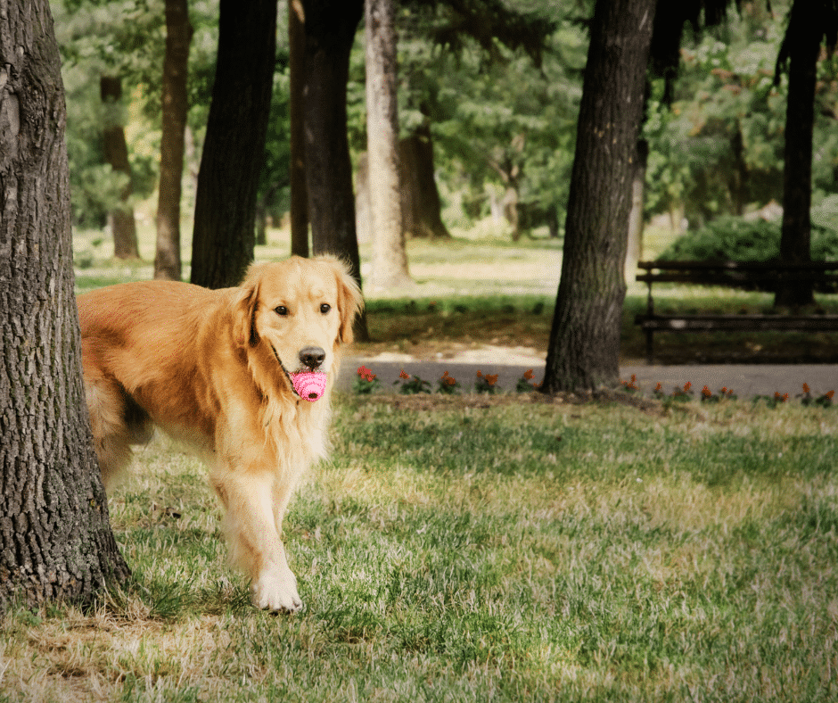 How a healthy lifestyle can help your arthritic dog