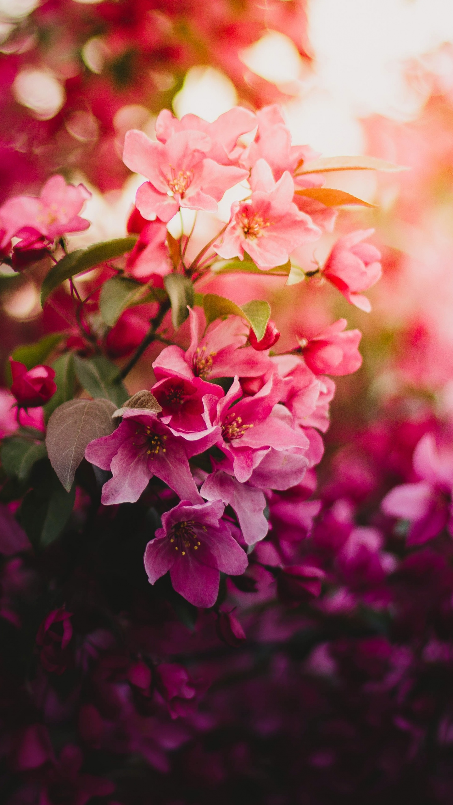 Pink Flowers Wallpaper 4K, Purple, Bokeh, Blossom, Floral, Daytime, 5K, Flowers, #2986