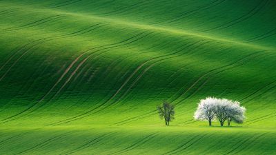 Grassland, Green, Landscape, Summer, Stock, Aesthetic