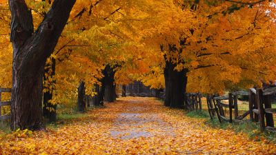 Windows XP, Autumn, Autumn foliage, Autumn leaves, Autumn Scenery