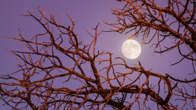 Twilight Moon, Night, Tree Branches, Sky view, Aesthetic, 5K