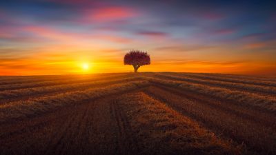 Lone tree, Agriculture, Fields, Sunset, Evening, Landscape, Scenery, Countryside, 5K