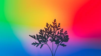 Herbal plant, Gradient background, RGB Light, Colorful, Multicolor, Silhouette, Vibrant, Aesthetic, 5K