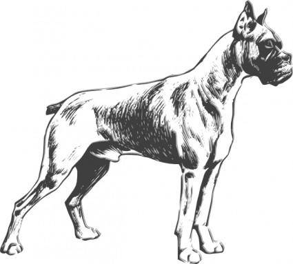 Boxer clip art