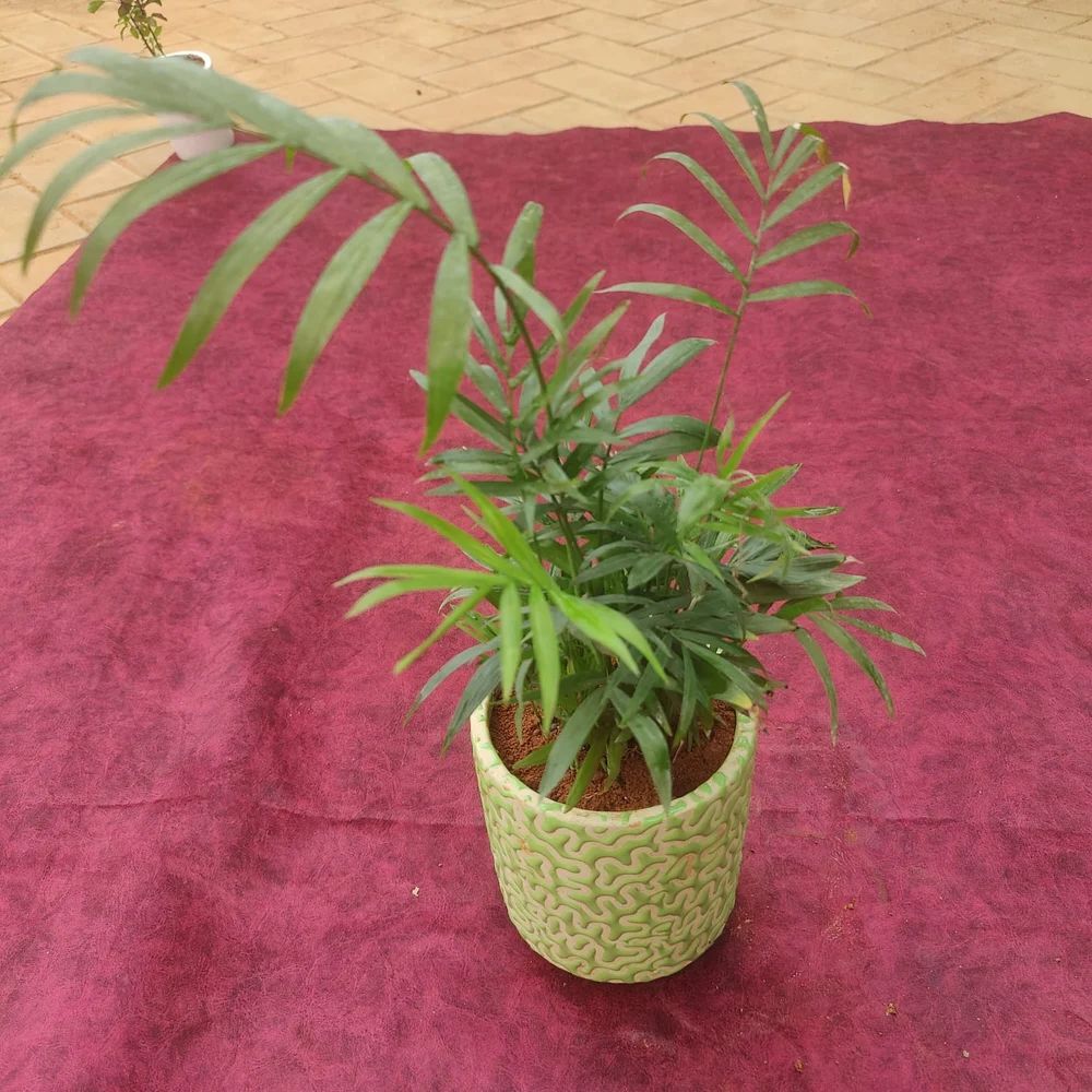 Chamaedorea elegans Parlour palm in 4 inch Plastic Pot, खजूर के पेड़ ...