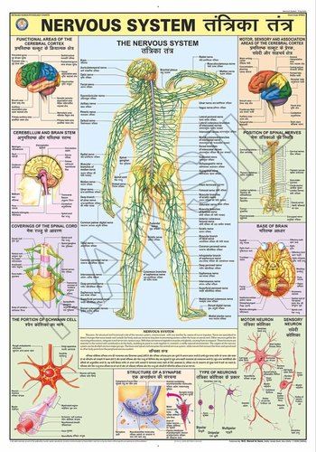 Human Muscles For Human Physiology Chart at Rs 219/piece | Human ...