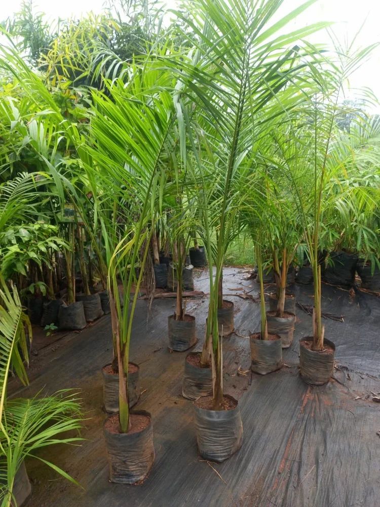 Royal Palm Plant at ₹ 150 | Arecaceae in Thanjavur | ID: 2854035014333