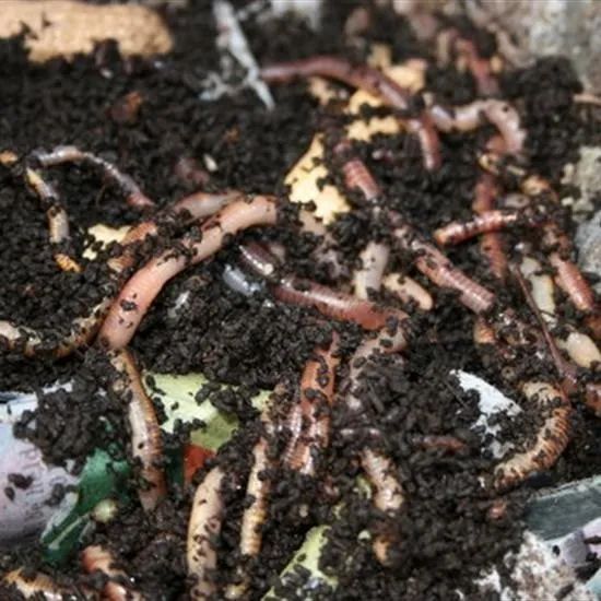 Worm Feces Vermicompost Fertilizer, Pack Type: Plastic Bag, Pack Size ...